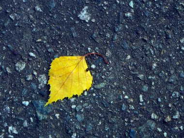 gri asfalt üzerinde sarı huş yaprağı