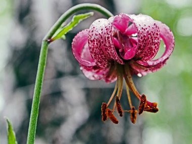 Çiy damlaları ile kaplı Latince adı Lilium martagon ile güzel mor orman çiçeği, dar odak alanı