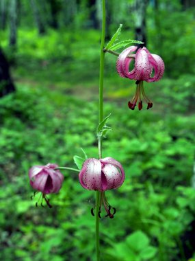 Latince adı Lilium martagon ile güzel mor orman çiçeği, sadece çiçekli, dar odak alanı