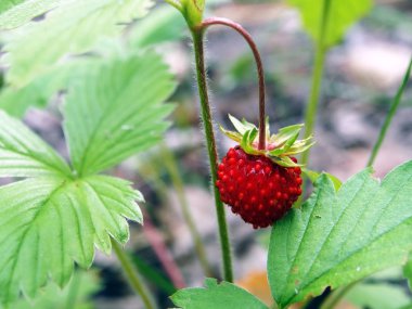 Latince adı Inonotus obliquus ile mantar huş büyüdü