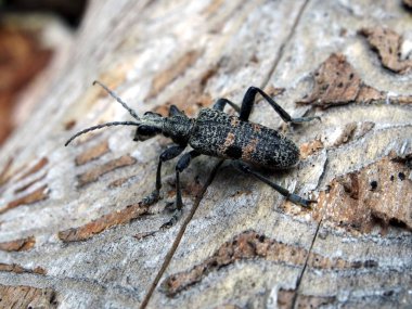 Latince adı ile Oğlak böceği Cerambycidae, ahşap haşere, makro