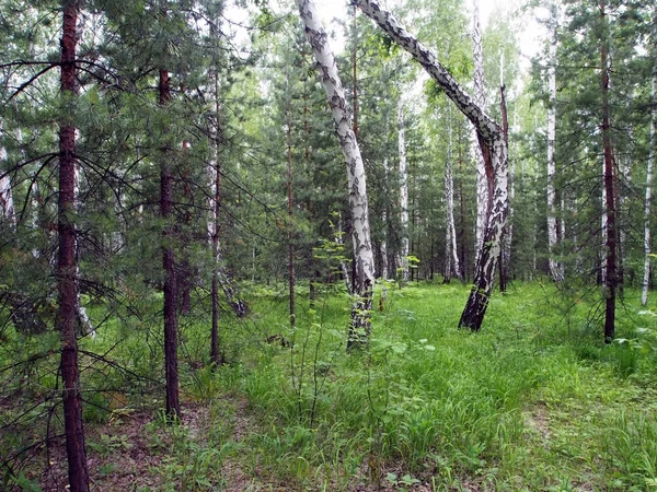 Paysage avec bouleau brisé dans la forêt mixte d'épinette et de bouleau en été — Photo