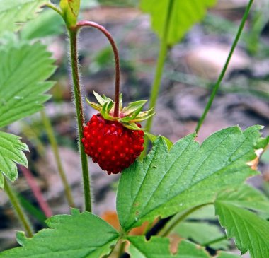 çimler arasında ormanda yetişen kırmızı dut orman çilek