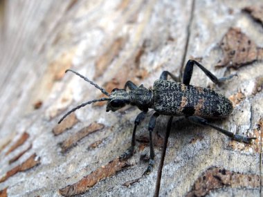 Latince adı ile Oğlak böceği Cerambycidae, ahşap haşere, makro