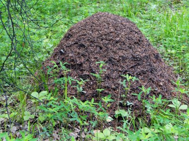 güney Urallar huş ormanı karınca yuvası