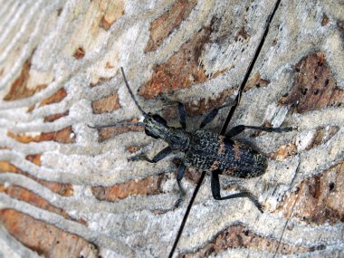 Latince adı ile Oğlak böceği Cerambycidae, ahşap haşere, makro