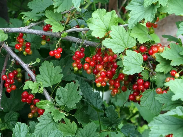 Mûrissement groseille rouge dans le jardin — Photo