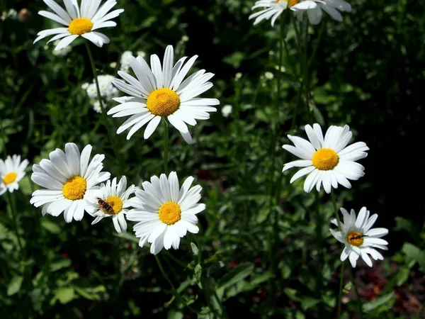 Decorative Daisy blooming in the garden — Stock Photo, Image