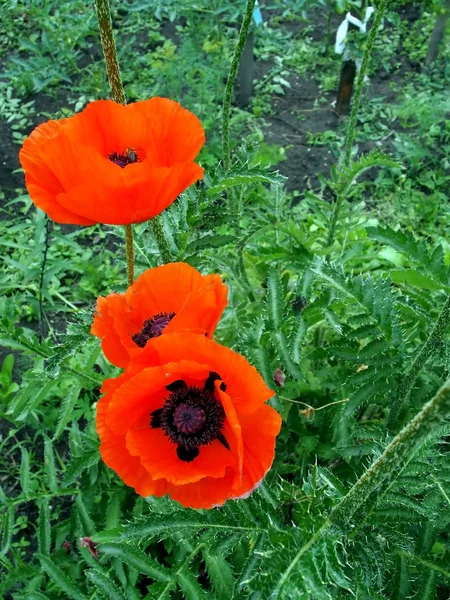 정원에서 밝은 빨간 양귀비 꽃 — 스톡 사진