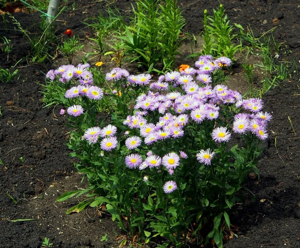 Blooming lilac Bush in the garden Erigeron — Stock Photo, Image