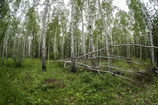 Пейзаж с упавшей березой в лесу — стоковое фото