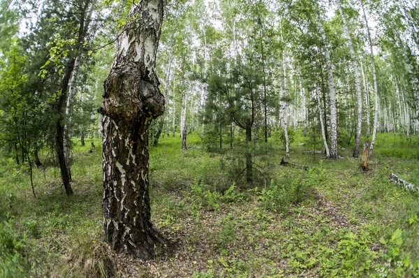 Gomba a Latin neve Inonotus obliquus nőtt a nyír — Stock Fotó