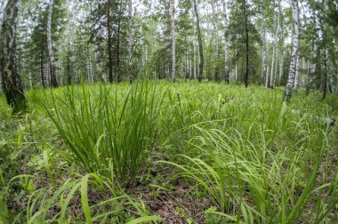 ormanda kesme kenarları ile sert yeşil çim