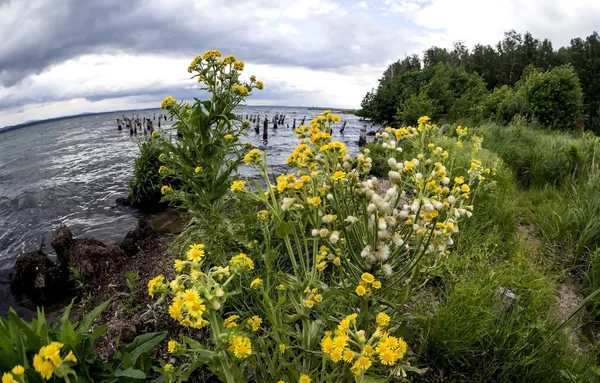 Pflanze mit gelben Blüten am See — Stockfoto