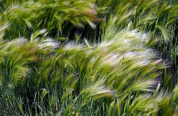 Hierba pintoresca con una larga pila brillante de cebada melena con el nombre latino de Hordeum jubatum —  Fotos de Stock