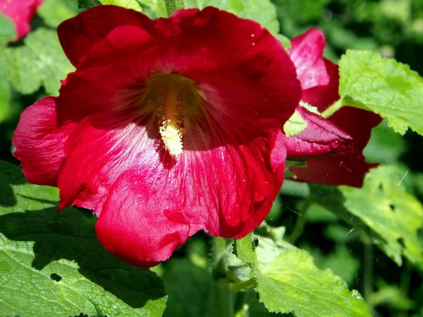 Malva roja floreciente iluminada por el sol —  Fotos de Stock