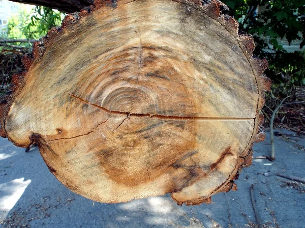 Quebrou a extremidade serrada de um log — Fotografia de Stock