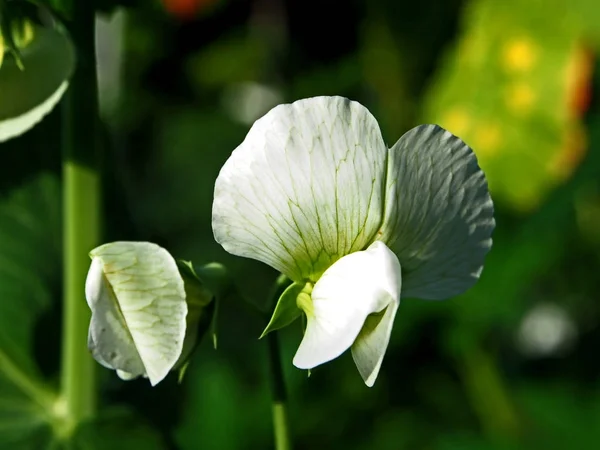 Fehér borsóvirág a kertben — Stock Fotó