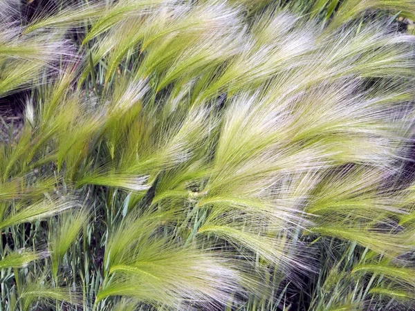 Hierba pintoresca con una larga pila brillante de cebada melena con el nombre latino de Hordeum jubatum —  Fotos de Stock