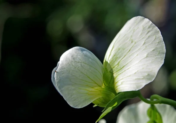 Flor de ervilha branca no jardim — Fotografia de Stock