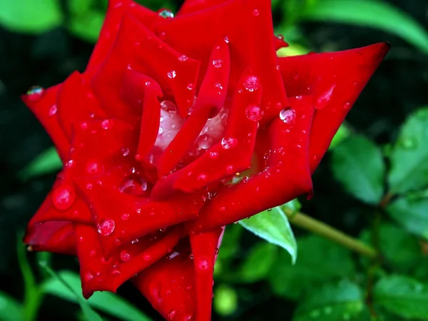 Gotas de orvalho em uma rosa florescente vermelha no início da manhã fria — Fotografia de Stock