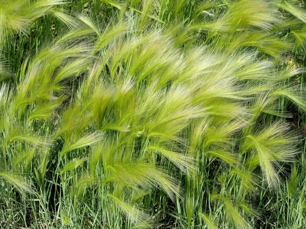 Erba pittoresca con un lungo mucchio lucido di orzo criniera con il nome latino di Hordeum jubatum — Foto Stock