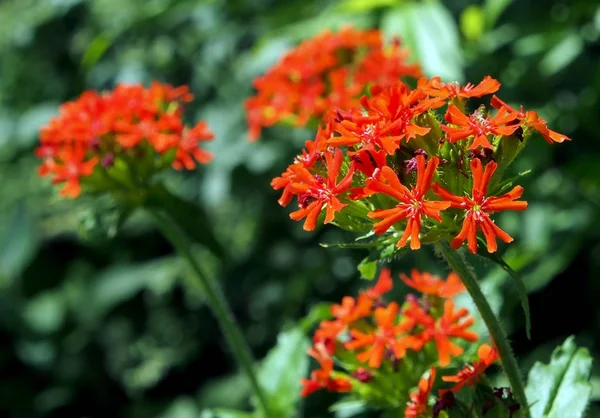 Élénk piros virág rügyek a labda alakja a neve Lychnis máltai kereszt — Stock Fotó