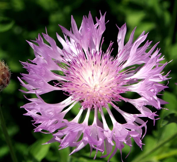 V zahradě rostou purpurové cornflowerky, makro — Stock fotografie