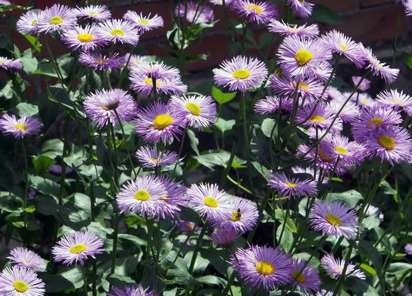 Florescendo lilás Bush no jardim Erigeron — Fotografia de Stock