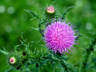 çayır, makro Thistle çiçekler Mor çiçek