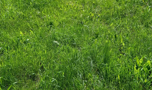 Текстура зеленой травы, освещенной солнцем в городском парке — стоковое фото