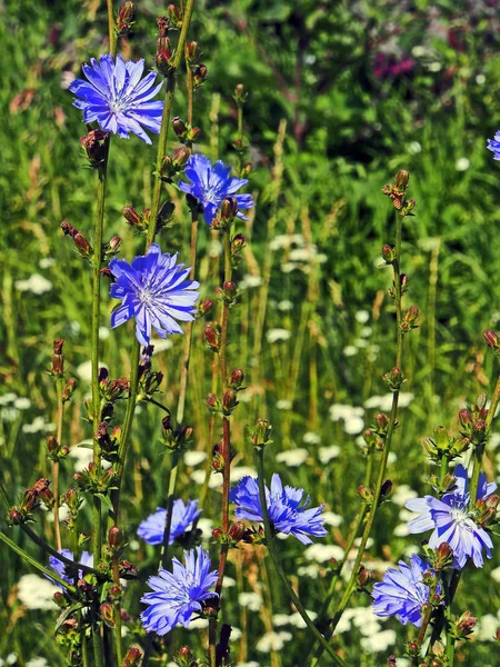 Fiori blu di cicoria nel prato in estate, macro — Foto Stock