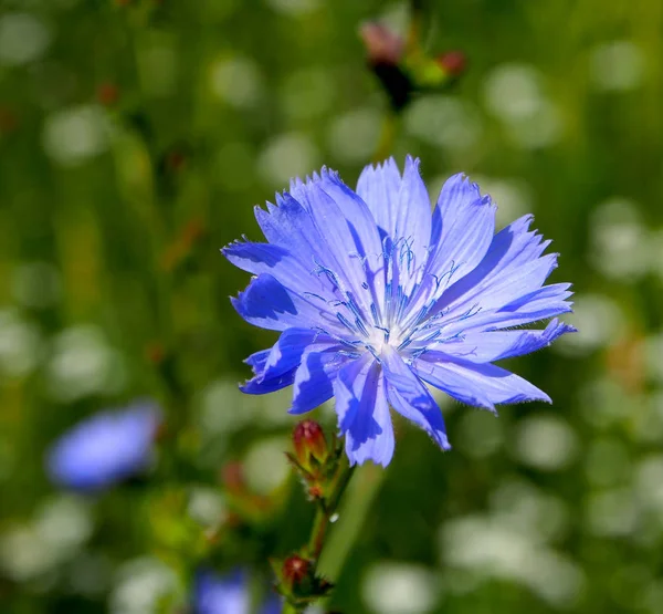 Blue flowers of chicory in the meadow in summer, macro — Stock Photo, Image