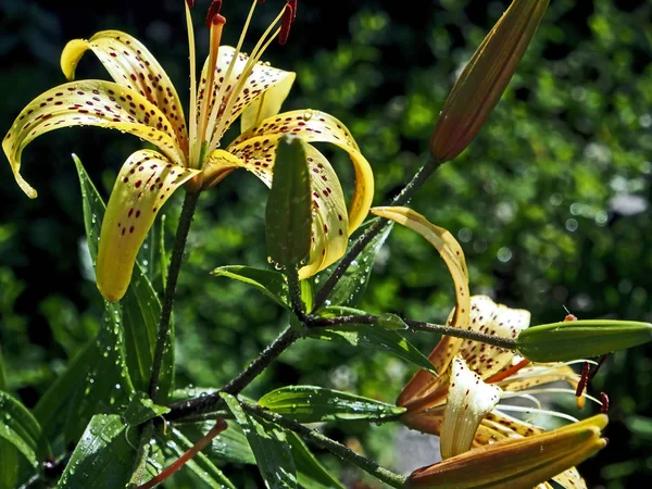 Tigre amarillo lirio con gotas de lluvia sobre los pétalos en el jardín —  Fotos de Stock