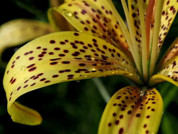 Gotas de lluvia sobre los pétalos de lirio tigre amarillo en el jardín, macro —  Fotos de Stock