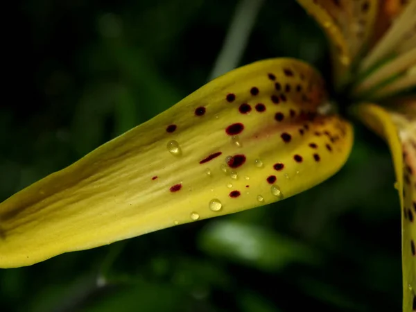 Krople deszczu na żółtym tygrysie płatki Lily w ogrodzie, makro — Zdjęcie stockowe