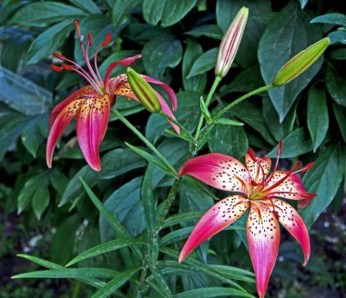 parlak kırmızı beyaz kaplan zambak