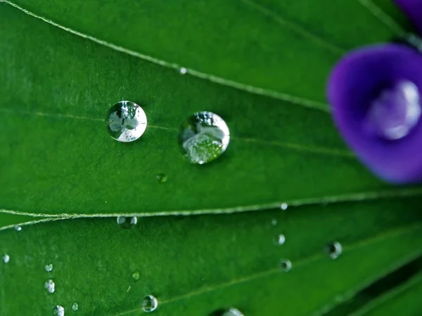 Dew drops on green leaves in the early morning — Stock Photo, Image