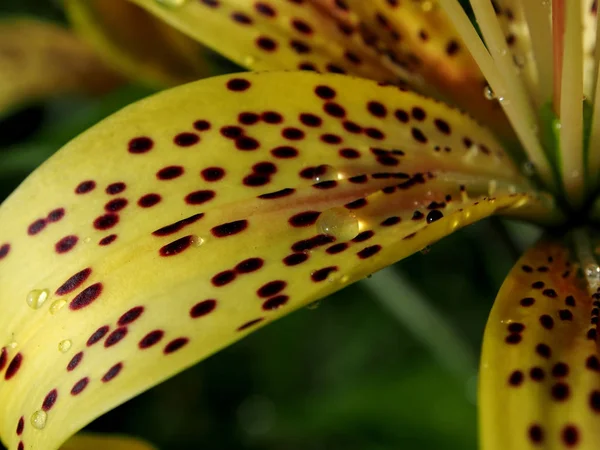 raindrops on yellow tiger Lily petals in the garden, macro