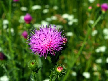 çayır, makro Thistle çiçekler Mor çiçek