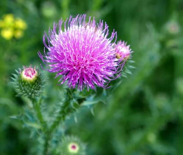 Purple flower of the Thistle blooms in the meadow, macro — Stock Photo, Image