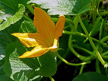 bahçede sarı kabak çiçeği, makro, dar odak alanı