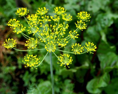 bahçede çiçeklenme dereotu, çiçek ayrıntılı yapısını görebilirsiniz, dar odak alanı