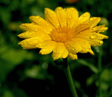 yağmur damlaları, yumuşak odaklama, dar odak alanı ile Calendula çiçeği
