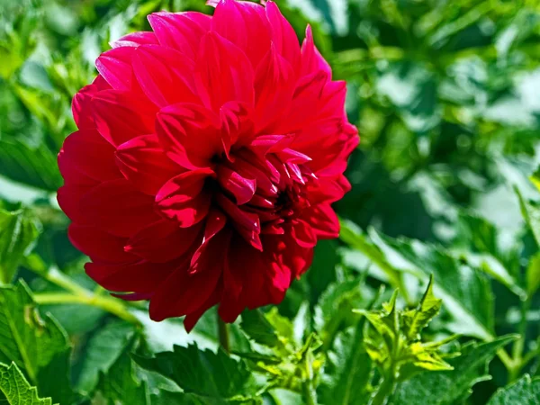 Fleur rouge Dahlia dans le jardin — Photo