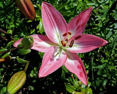 hafifçe pembe Lily bahçede sabahın erken saatlerinde