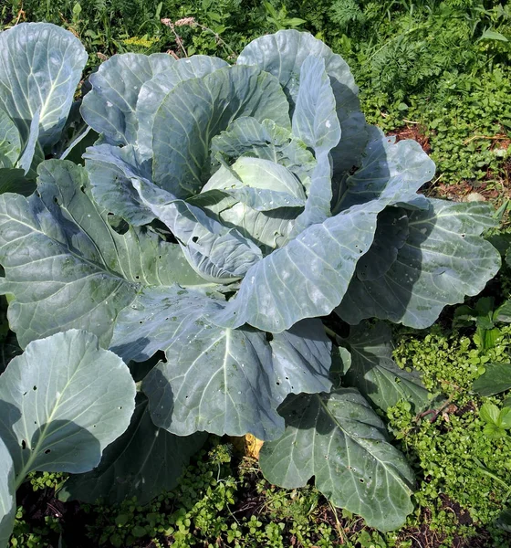the leaves of the growing cabbage in the garden