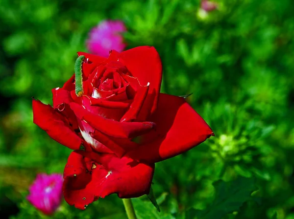 Green caterpillar on a rose flower in the garden eats petals — Stock Photo, Image