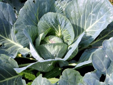 bahçede büyüyen lahana yaprakları