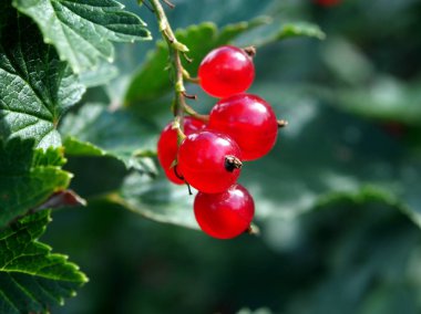 bahçe makro bir Bush olgun kırmızı frenk üzümü